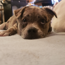 lokieatsflies avatar