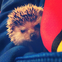 lola-the-hedgehog avatar