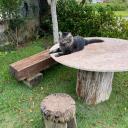 lolacats-blog avatar