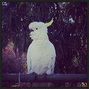 lolaisme-iamjo avatar