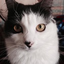 lolas-wildest-dreams avatar