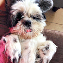 lolita-and-friends avatar