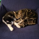 lollipopxylophone avatar