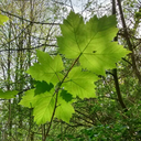 lollydoll22-blog avatar