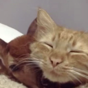 lolzluvfanta1 avatar