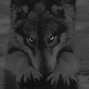 lone-black-wolf avatar