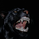 lonelyhawk011 avatar