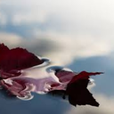 lonelymindboy avatar