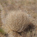 lonelytumbleweed avatar