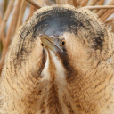 long-bird-art-blog avatar