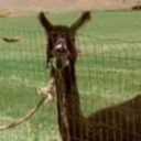 long-legged-llama avatar