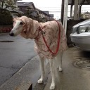 longdogsdaily avatar