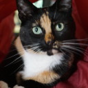 longislandgirl avatar