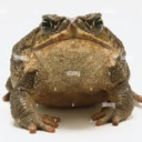 longleghopper avatar