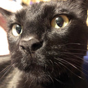 longlust1-blog avatar