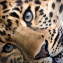 lonleystargirlxo avatar