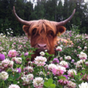 look-at-the-cows avatar