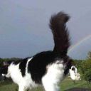 look-at-this-cat avatar