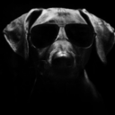 look-at-this-dog avatar