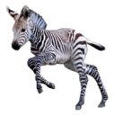 look-through-it-all avatar