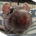 lookatmyrats avatar