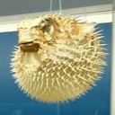 lookatthatblowfish-blog avatar