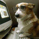 lookatthisfuckingcorgi avatar