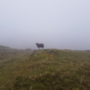 lookingforlunam avatar