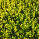 lookinglookingtoday avatar