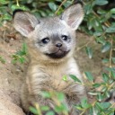 looklikeabear avatar