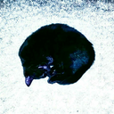 lookout-lookout avatar