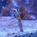 lookoutfortrashcansyosuke avatar