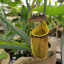 loony-paranoid-star avatar