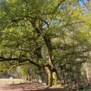 looselychromaticspark avatar