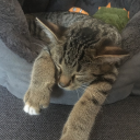 loosingmoreletters avatar