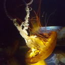 lord-blue-jellyfish avatar