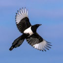 lordofmagpies avatar