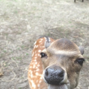 lordofthebees2 avatar