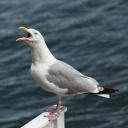 lordseagul avatar