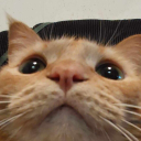 lordsquidington avatar