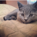 lordstrawbaby-blog avatar