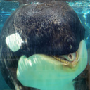 loroparque-orcas avatar