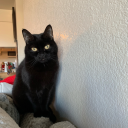 losergurlsstuff avatar