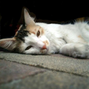 losers-losing-everywhere avatar