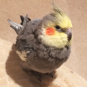 losersanddummies avatar