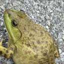 loserweeb4444 avatar