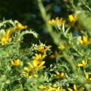 lost--in--the--moon avatar