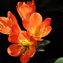 lost--in-time avatar