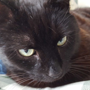 lost-forever-14 avatar