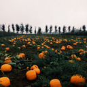 lost-in-a-pumpkin-patch avatar